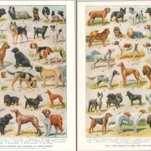 Dog: Characteristics and Colouring of Various Breeds