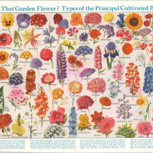 What is that Garden Flower? Types of Cultivated Plant Blossoms