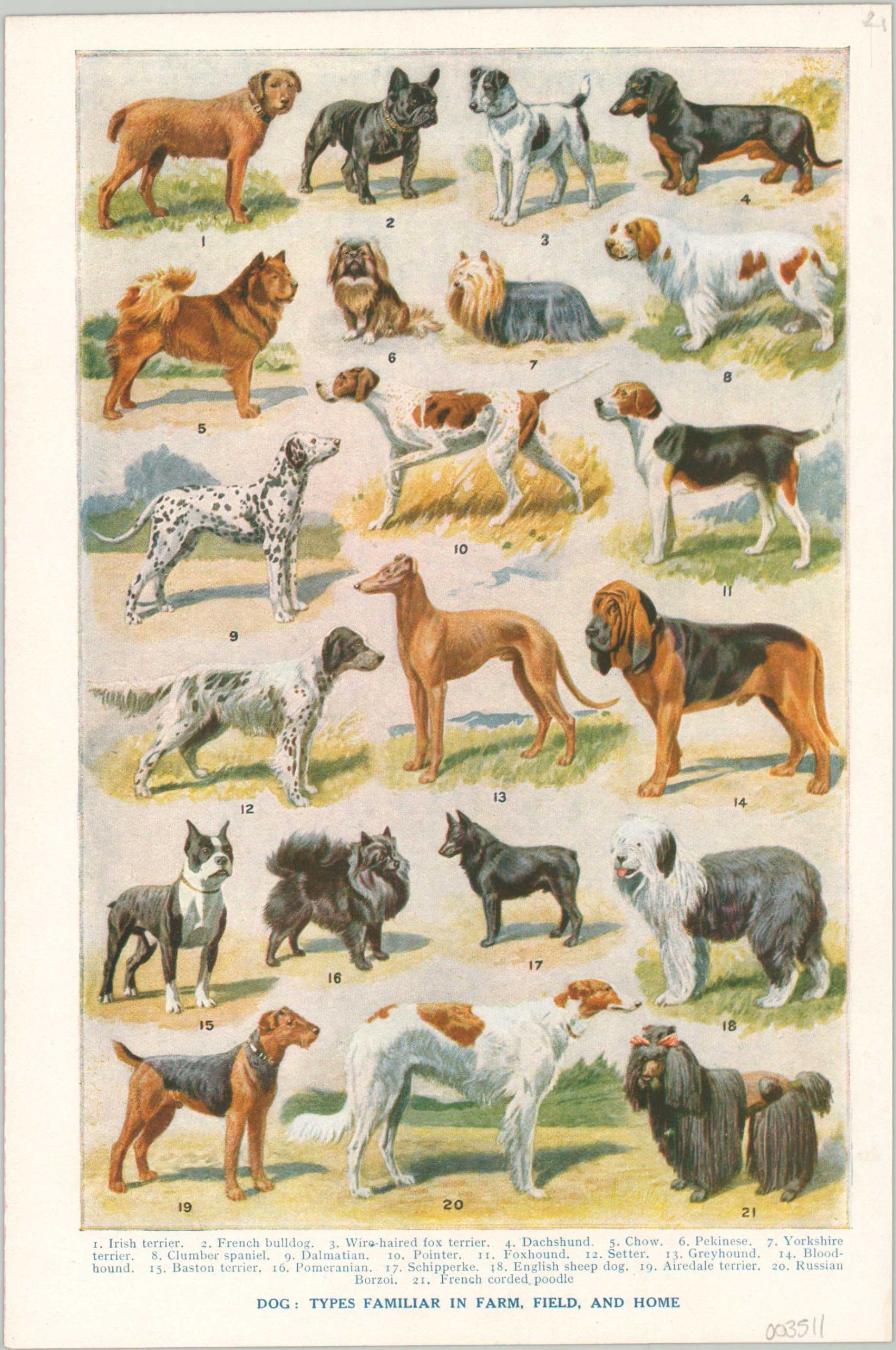 Dog: Characteristics and Colouring of Various Breeds