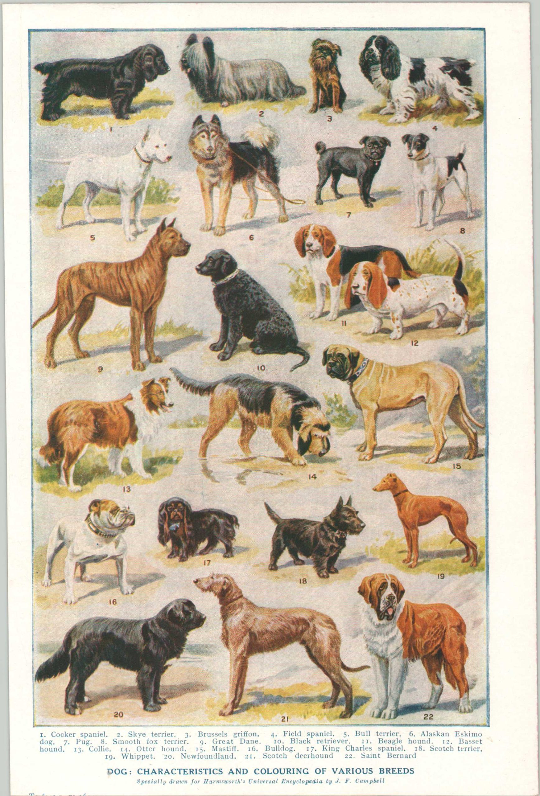Dog: Characteristics and Colouring of Various Breeds