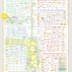 Metabolic Pathways
