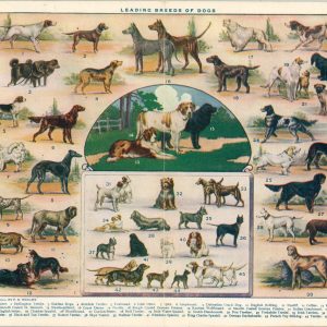 Leading Breeds of Dogs