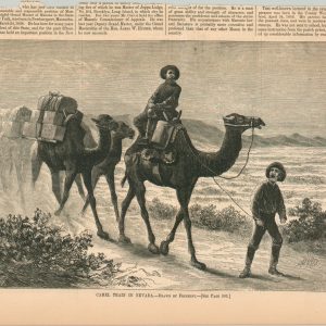 Camel Train in Nevada