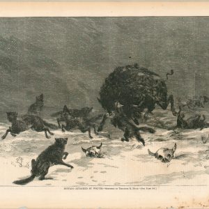 Buffalo Attacked by Wolves