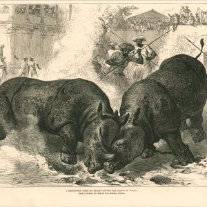 A Rhinoceros Fight at Baroda Before the Prince of Wales