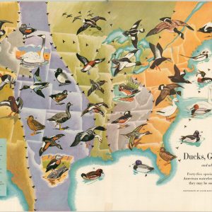 Ducks, Geese, Swans and where they fly