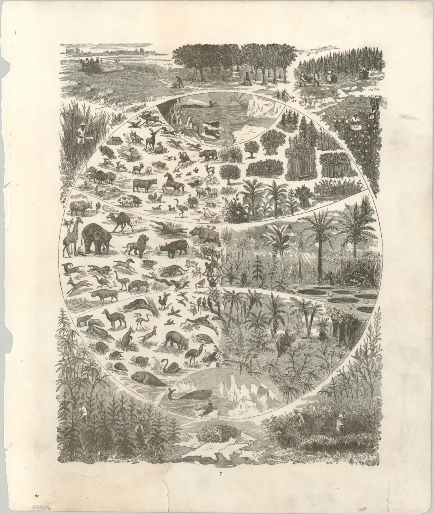 [Flora and Fauna of the World] - Curtis Wright Maps
