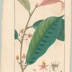 Cacao