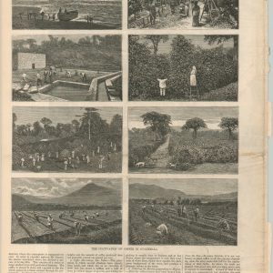 The Cultivation of Coffee in Guatemala