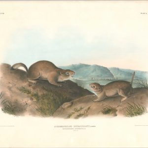 Spermophilus Richardsonii, Sabine.