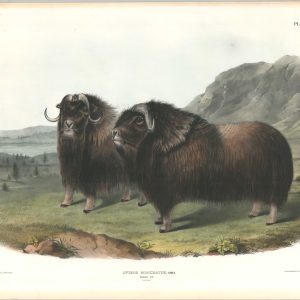 Ovibos Moschatus, GMEL Males Musk Ox