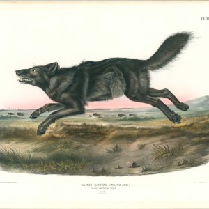 Canis Lupus, Linn. (Var Ater.) Black American Wolf