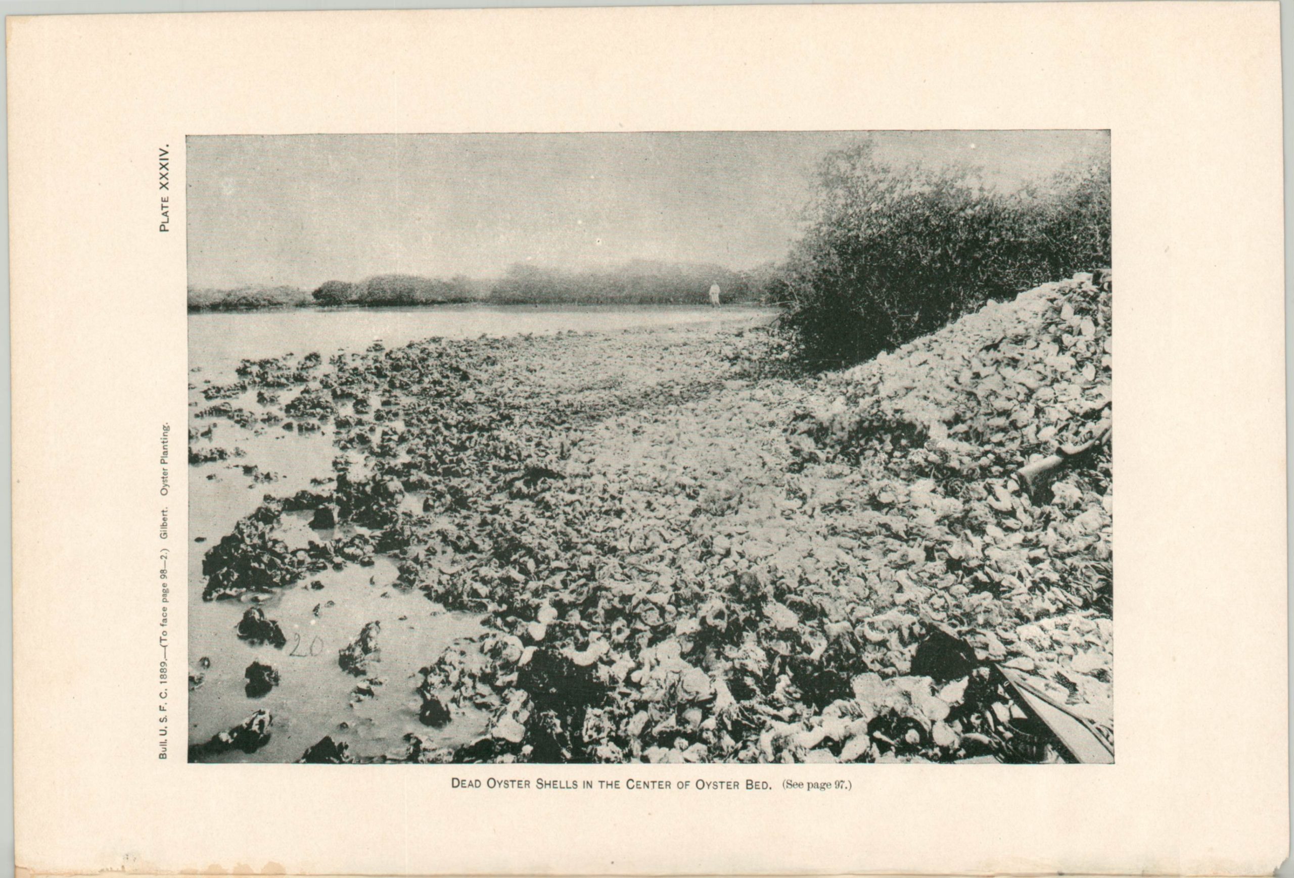 Report Upon Certain Investigations Relating to the Planting of Oysters in Southern California - Image 4