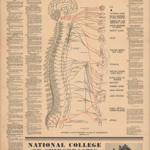 Chiropractic Chart of Autonomic Nervous System