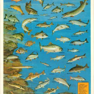 Fishes of the Great Lakes