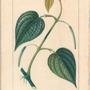 Betel