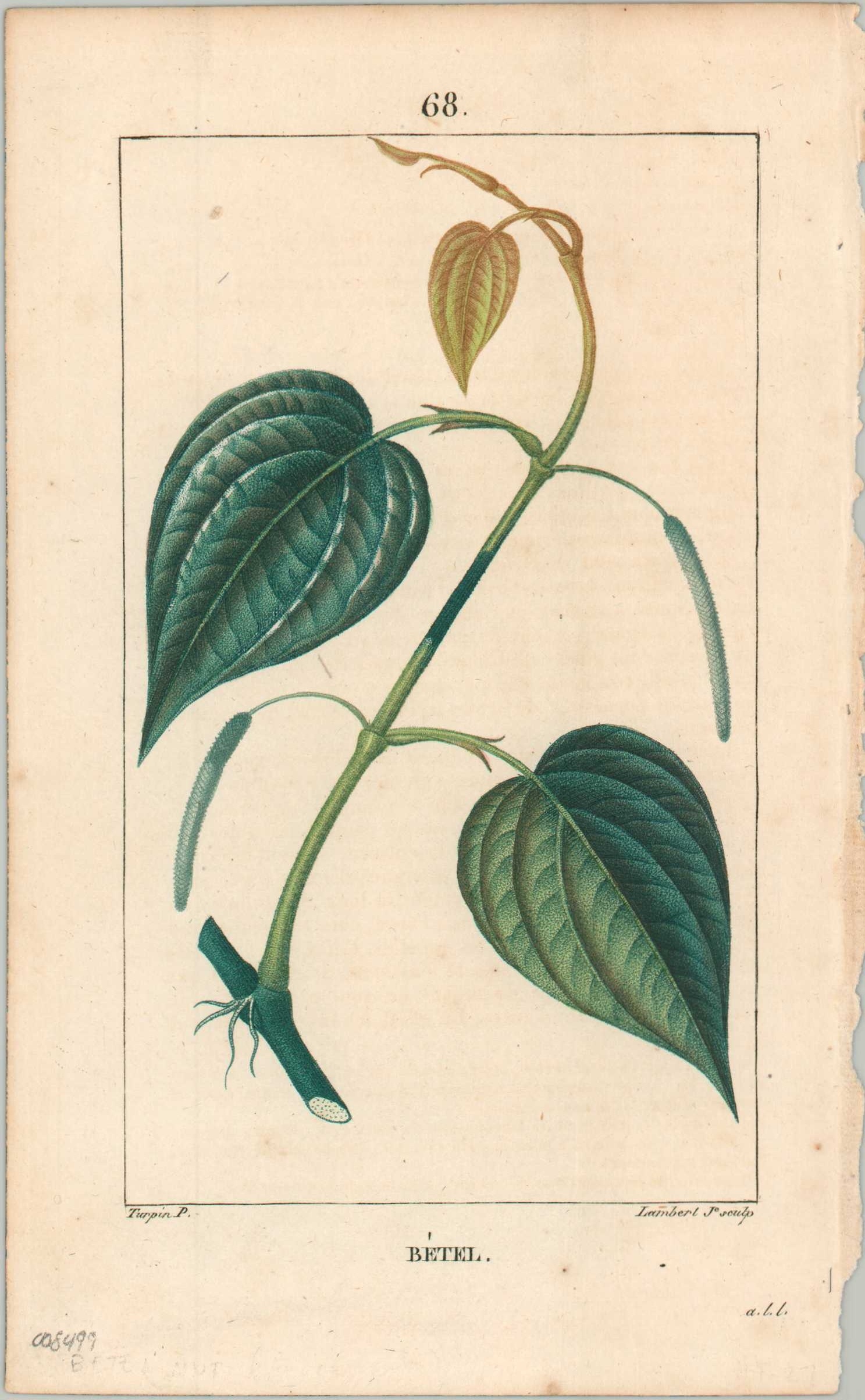 Betel