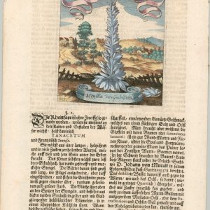 Merg-Muntz Mentha corymbifera